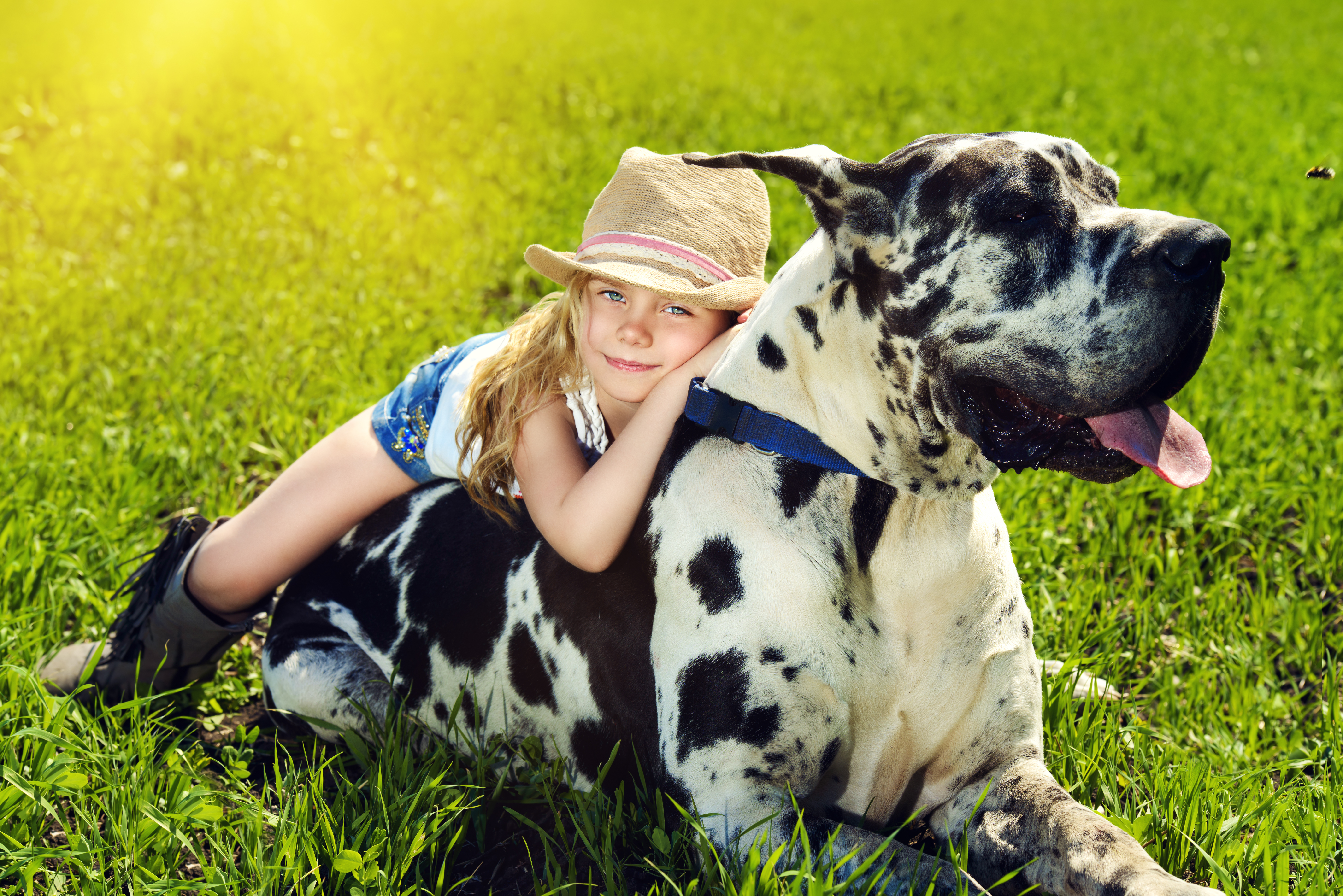 Happy little girl with her mastiff dog on a meadow in summer day